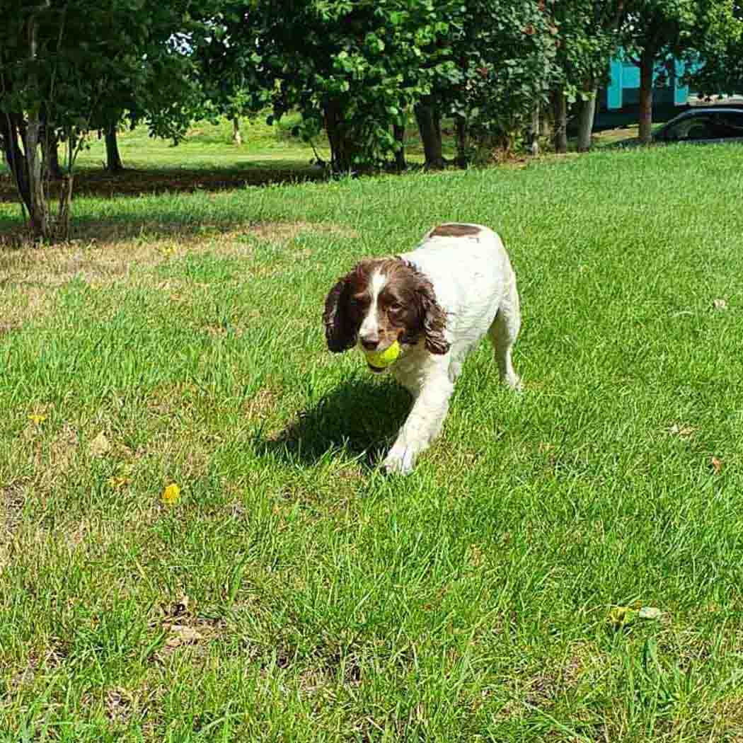 Big Game Hunters Dog Balls Double Strength Dog Ball