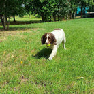 Big Game Hunters Dog Balls Double Strength Dog Ball