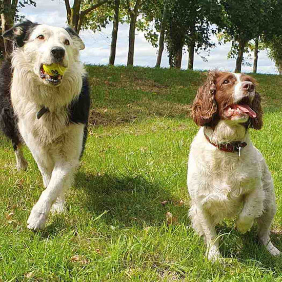 Big Game Hunters Dog Balls Double Strength Dog Ball